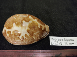 Ципрея Маппа