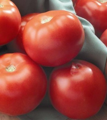 Флорида F1 семена томата детерминантного (Seminis / Семинис)