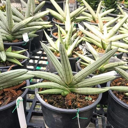 Сансевиерия BONCEL SILVER GIANT VAR