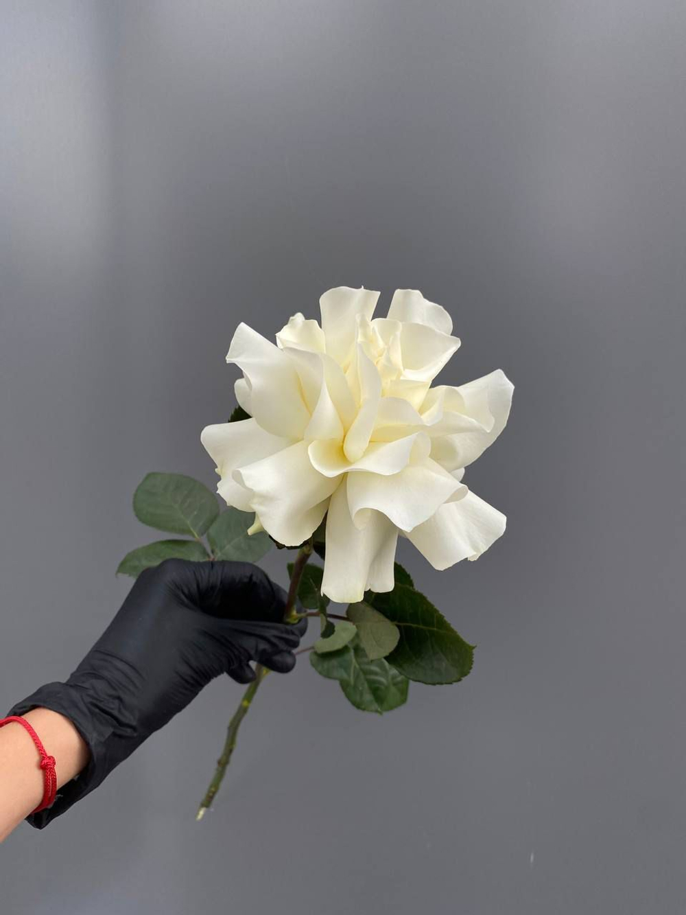 Роза белая французская