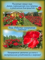 Роза Робуста неукрывная постоянноцветущая