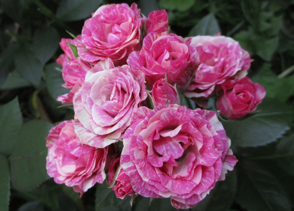 Роза спрей Pink Flesh