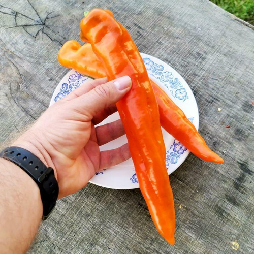 Перец Сладкий Оранжевый Клык Динозавра - Orange Fang of the Dinosaur