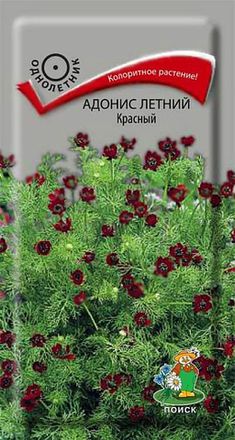 Адонис
