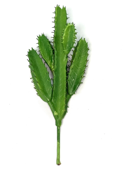 Суккулент 120