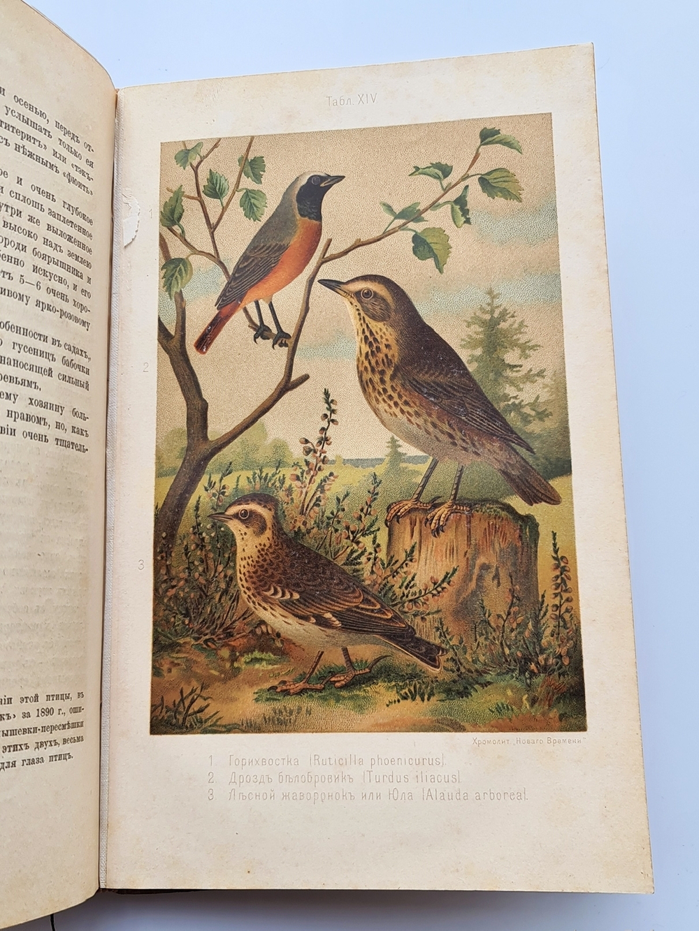 "Из царства пернатых.  Популярные очерки из мира русских птиц". Д.Н.Кайгородов. 1892г. - антикварная книга