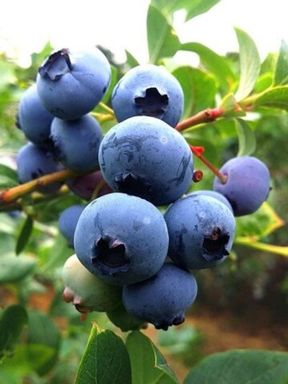 Голубика Ханна’c Чойс