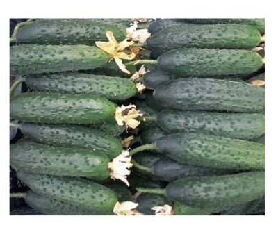 Габри F1 семена огурца партенокарпического (Sakata / Саката)