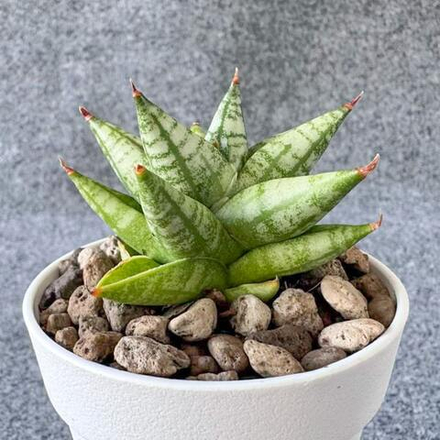 Сансевиерия MING MANEE