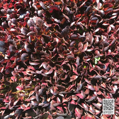 Бойд семена салата ромэн (Rijk Zwaan / Райк Цваан)