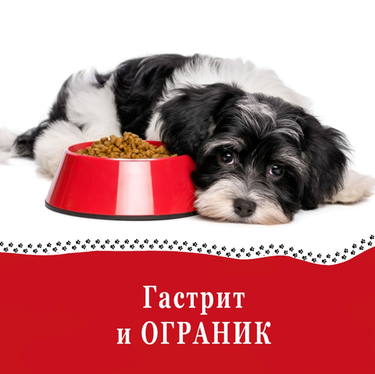 Гастрит у собак.