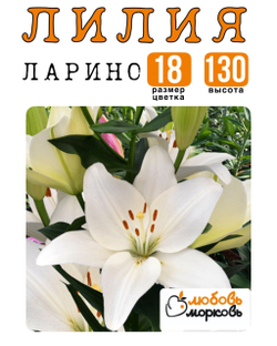 Лилия Луковица, Ларино, ЛА-гибрид, 1 шт