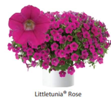 ЕВРО Littletunia Rose ОКС укорененный черенок 15-20 февраля