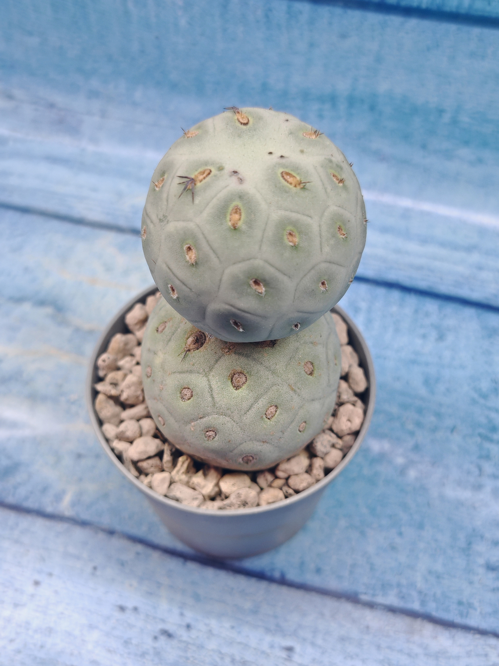 Tephrocactus Geometricus (Тефрокактус)