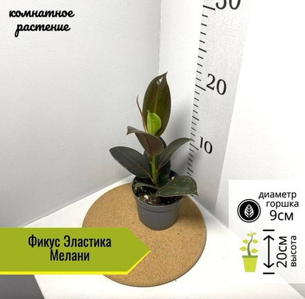Фикус Эластика Мелани, D9см Н20см, Нидерланды