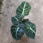 Алоказия REGINULA BLACK VELVET (#03)