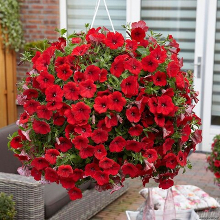 Петуния Опера Ред конец Марта Рассада ОКС