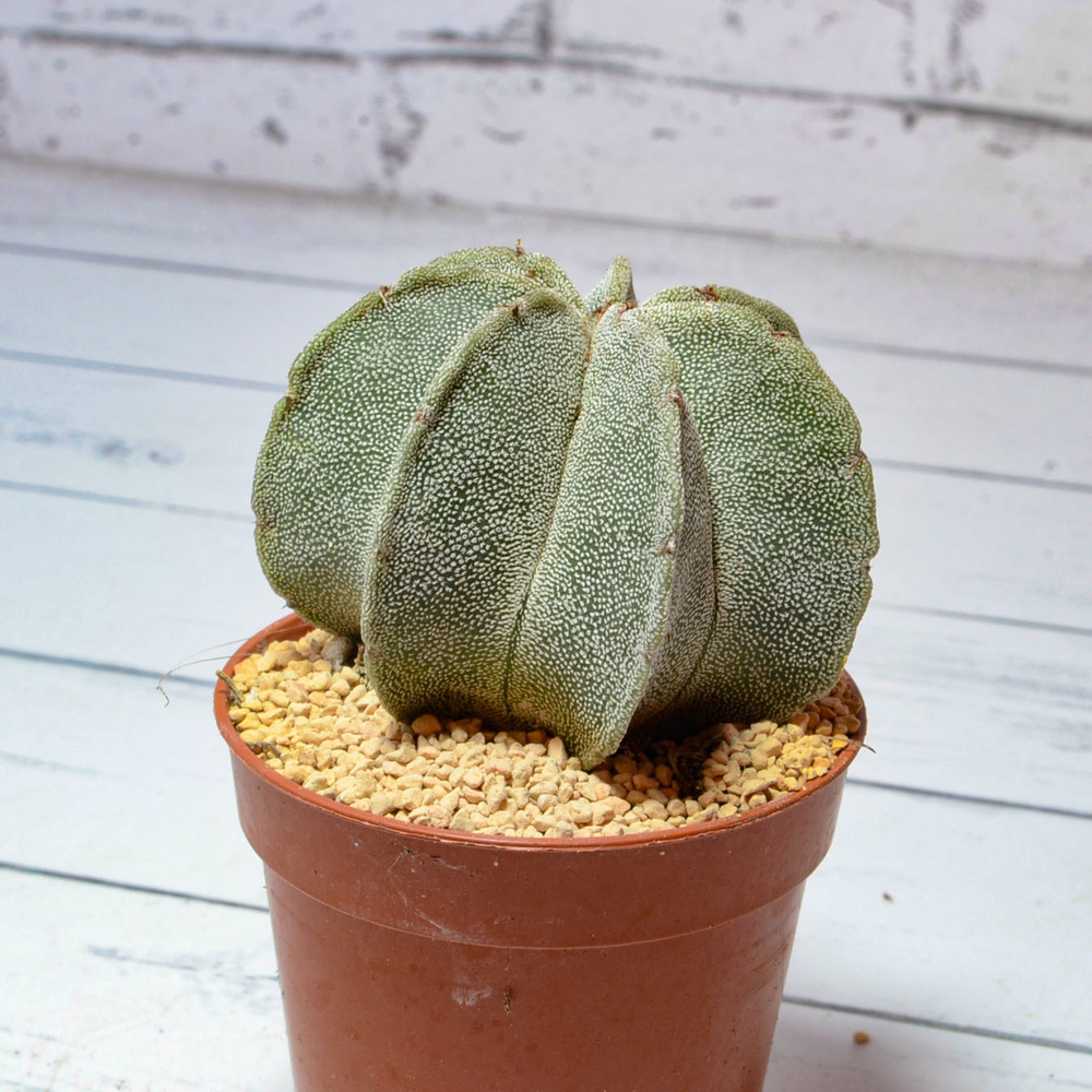 Astrophytum Myriostigma 7 ребер (Астрофитум)