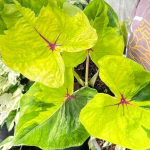 Каладиум SUNSHINE DREAM