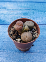 Lithops sp. (Литопсы)