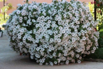 П30 Петуния Тайдал Wave silver