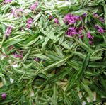 Иван-чай (лист)