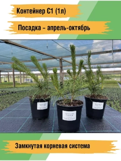 Сосна горная рассада и саженцы хвойных деревьев