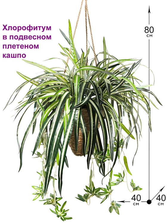 Хлорофитум полосатый домашний в подвесном плетеном кашпо