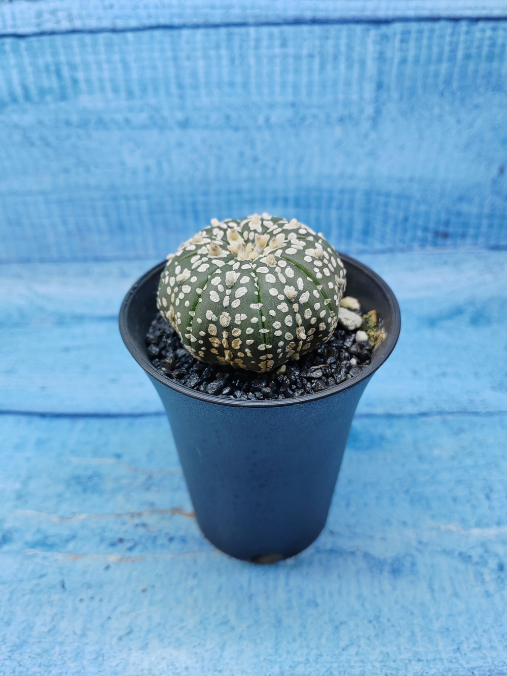 Astrophytum Asterias (Астрофитум)
