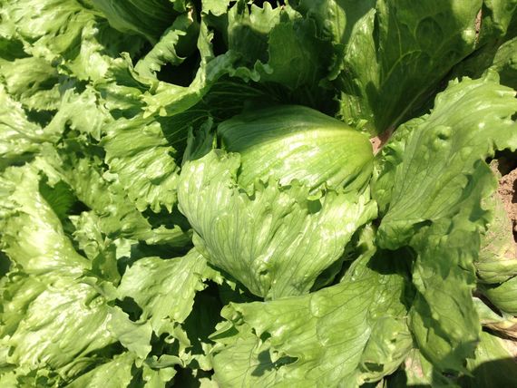 ПЛАТИНАС семена салата айсберг Rijk Zwaan описание