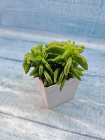 Peperomia Dolabriformis (Пеперомия)