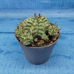 Euphorbia meloformis f. Variegated (Эуфорбия вариегатная)
