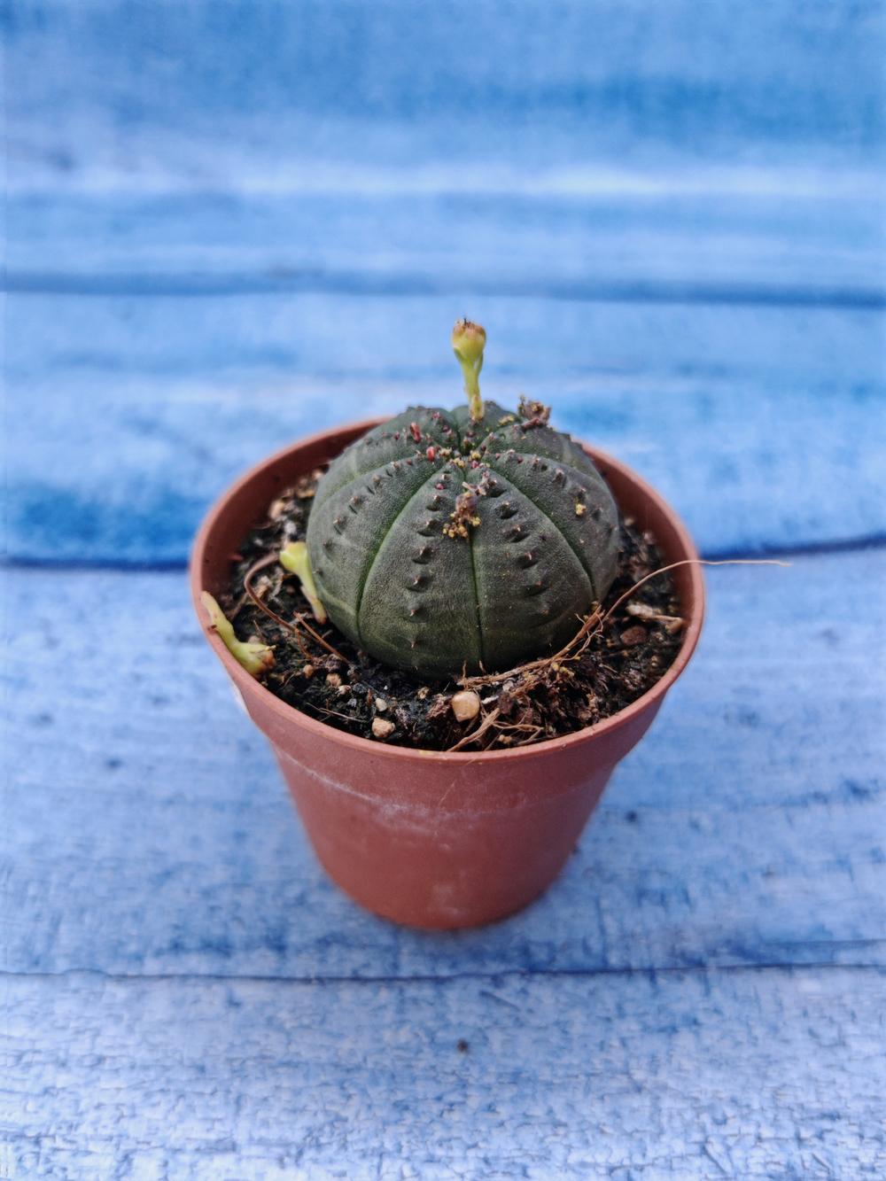 Euphorbia Obesa (Эуфорбия)