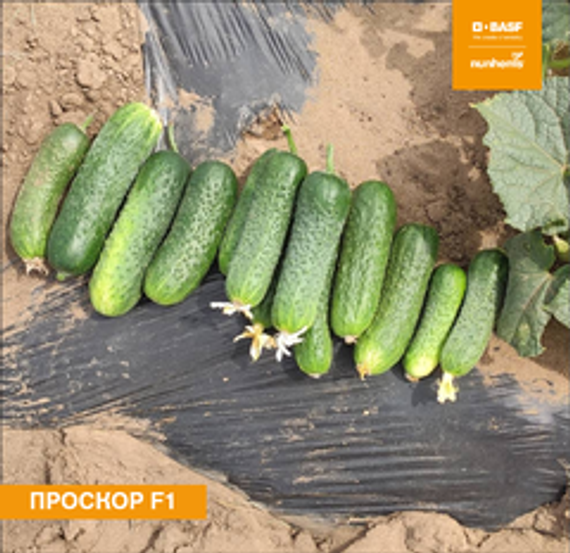 ПРОСКОР F1 семена огурца Nunhems купить – фото 2