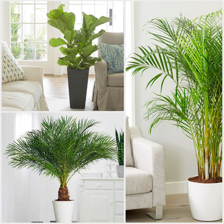 Крупномерные растения