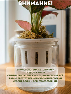 White Aesthetic Indoor Plant Sale Instagram Story (1)