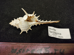 Мурекс Терниспайн