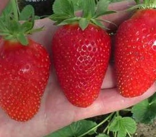 Сибилла, промышленная новинка высокой урожайности. Италия