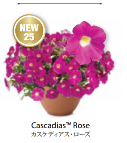 Новинка 2026 ЕВРО Petunia Cascadias Rose укорененный черенок февраль 26 DAN