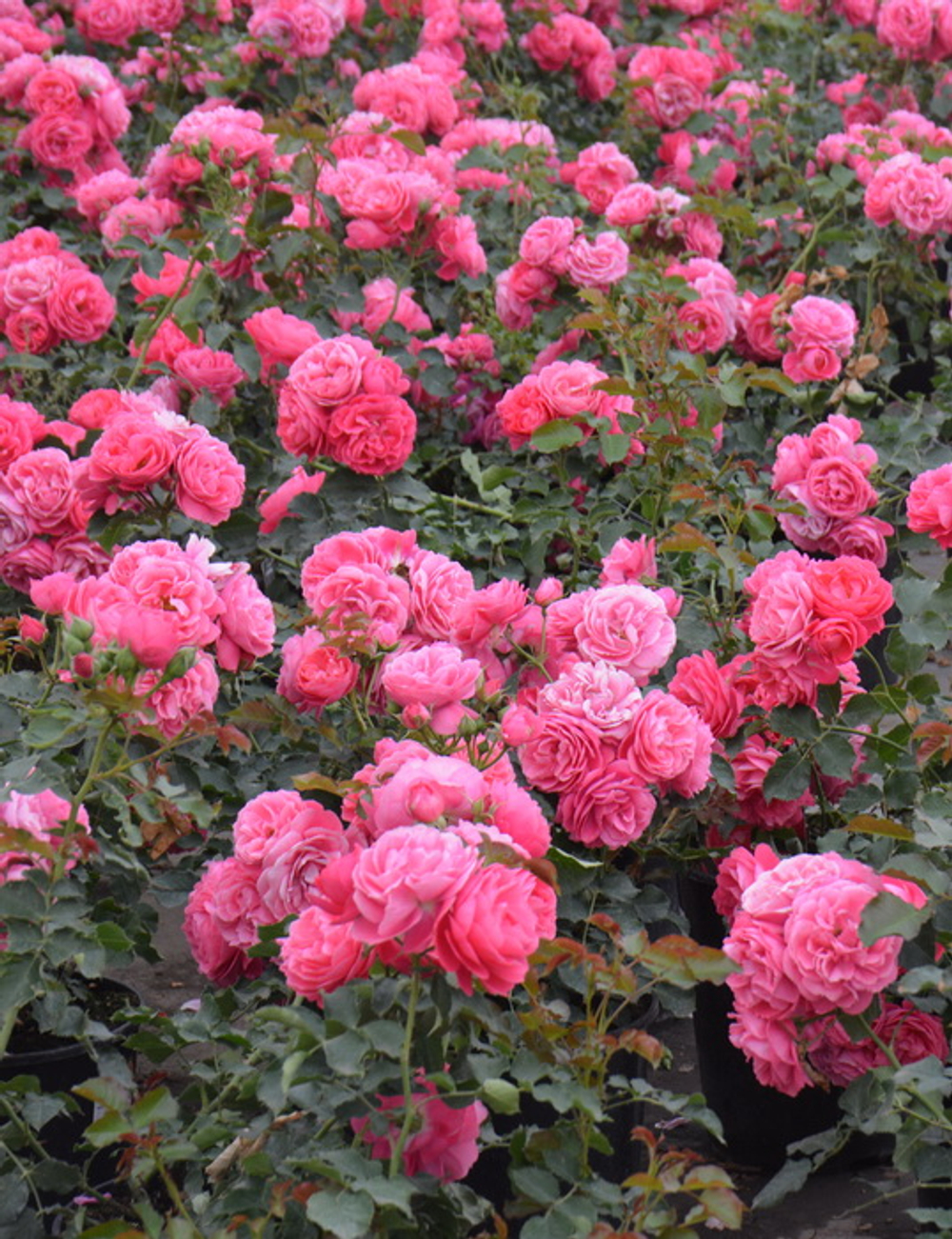 Роза Зоммервинд С7 Закупка М57 июнь 2026