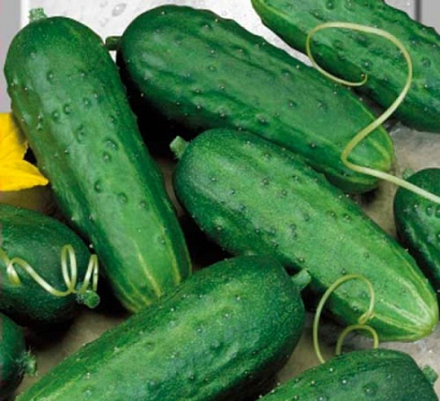 Огурец ЗАКУСОЧНЫЙ бел.пак. 0,5гр. Семена Алтая