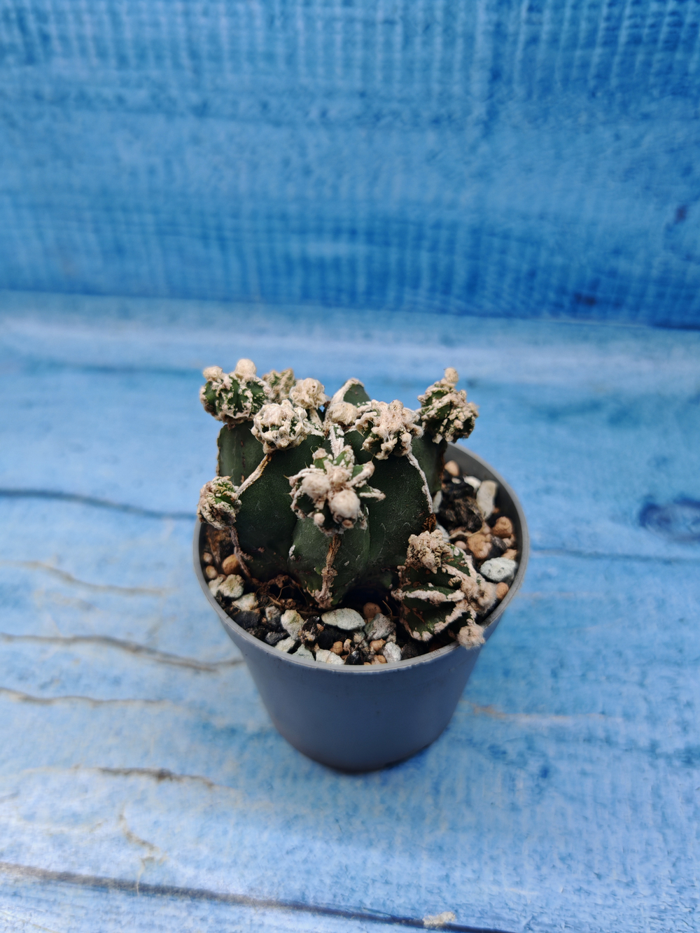 Astrophytum Myriostigma "Hakujo Fukuryu" (Астрофитум)