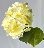 Гортензия белая премиум