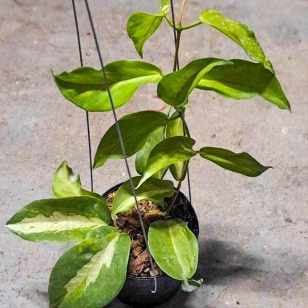 Хойя KENEJIANA VAR INSIDE