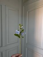 Незабудки голубые