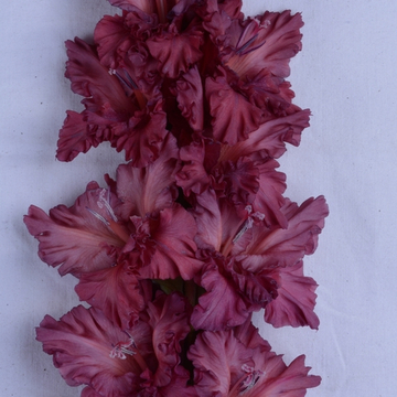 Гладиолус крупноцветковый Всё в Шоколаде