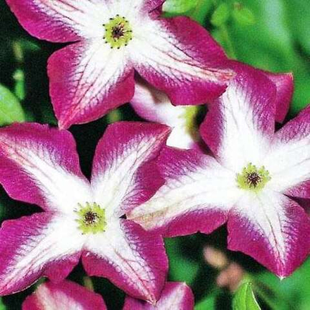 Клематис Минуэт С2