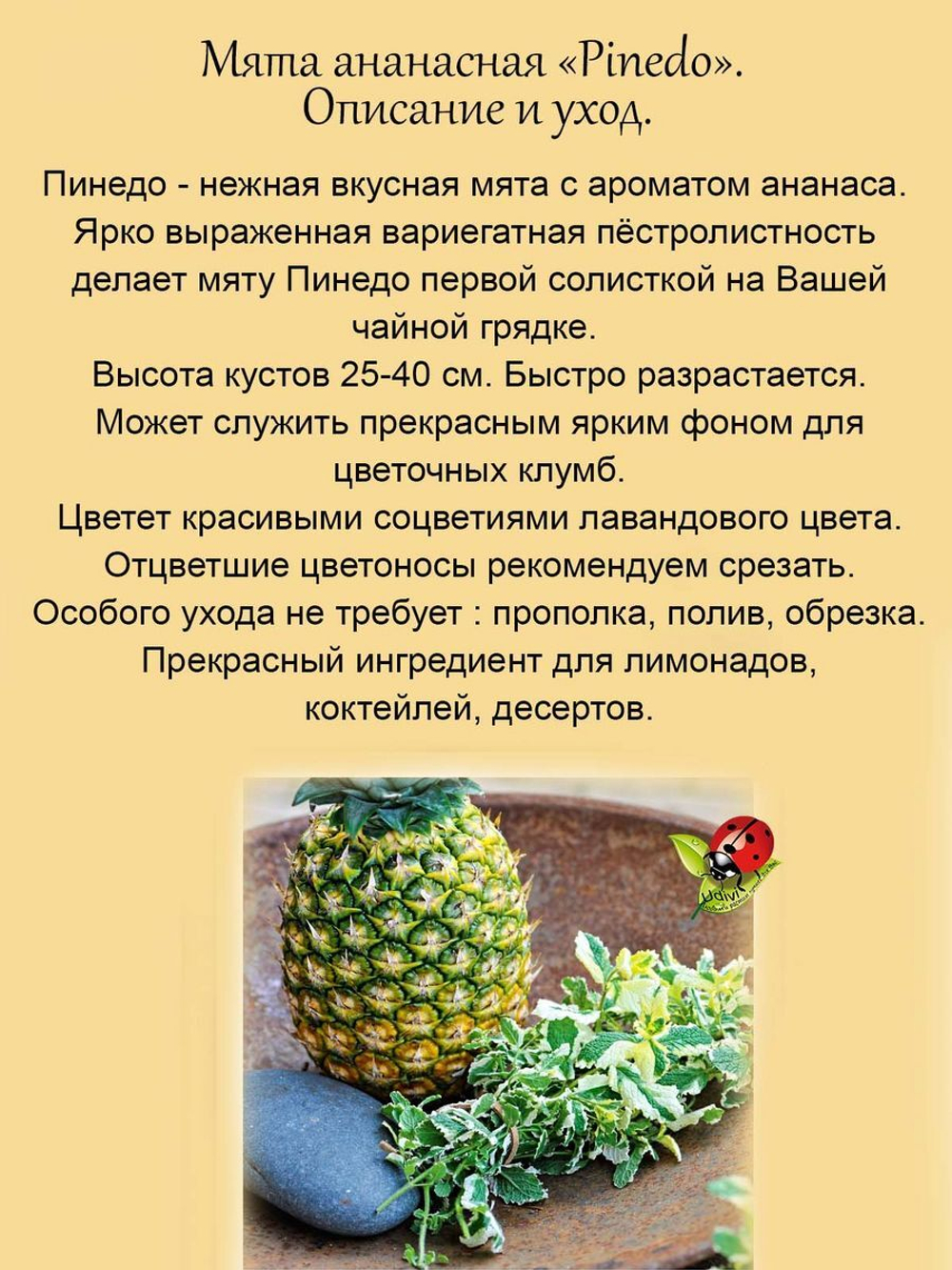 Мята ананасная Пинедо пестролистная Pinedo вариегатная