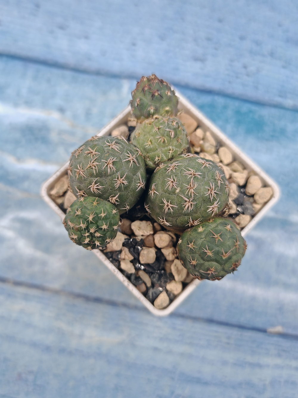 Puna Bonnieae (Пуна)