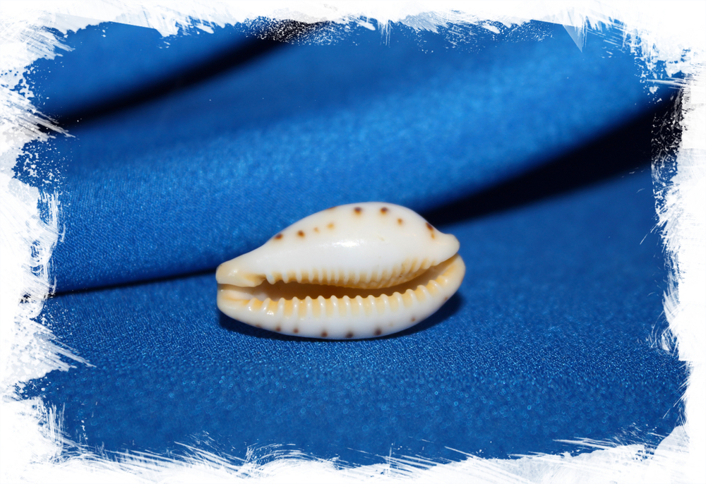 Ципрея саули (Cypraea saulae) большая